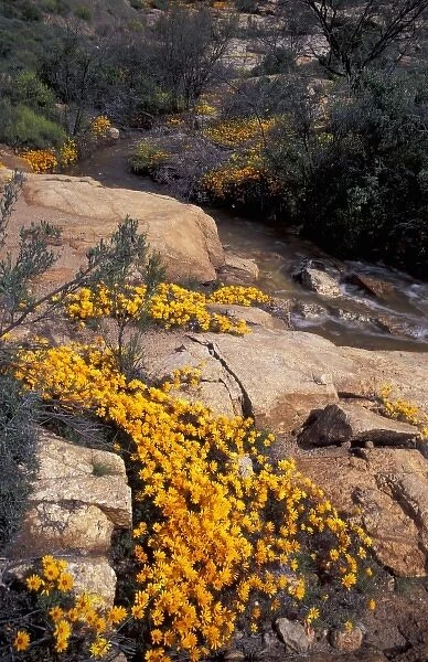Unknown. Africa, South Africa, Namaqualand