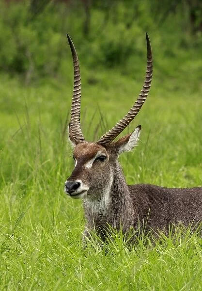 Unknown. Waterbuck Bull, Kobus ellipsiprymnus, Hluhulwe Game Reserve, South Africa