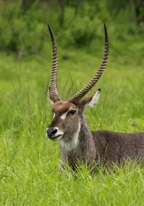 Framed Print : Unknown. Waterbuck Bull, Kobus ellipsiprymnus, Hluhulwe Game Reserve, South Africa