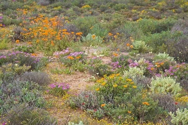 Unknown. Flowers bloom in the South African spring in Namaqualand, Northern Cape Province