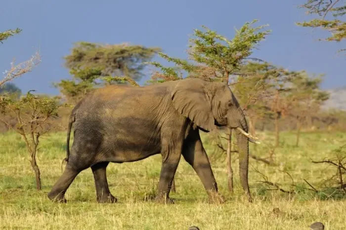Framed Print : Unknown. Elephant, Loxodonta africana; Serengeti National Park, Tanzania, Africa; Tanzania