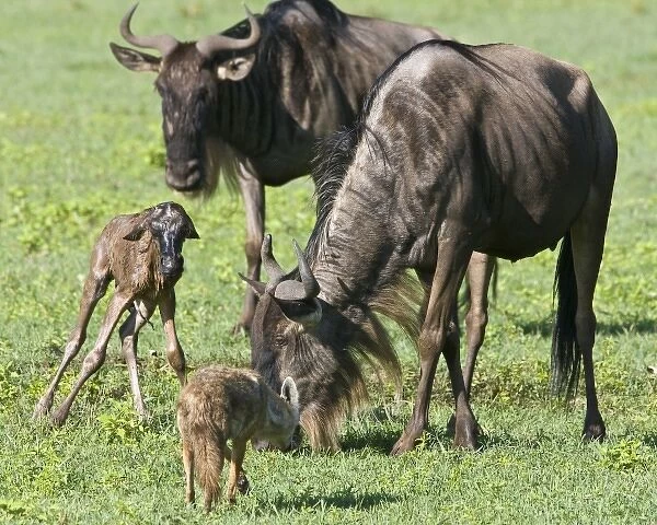 Unknown. Africa. Tanzania. Golden Jackals investigate a Wildebeest birth