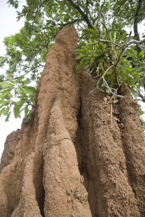 Framed Print : Unknown. Africa, West Africa, Ghana, Wa. Close-up shot of termite tower in woods Framed Print : Unknown. Africa, West Africa, Ghana, Wa. Close-up shot of termite tower in woods