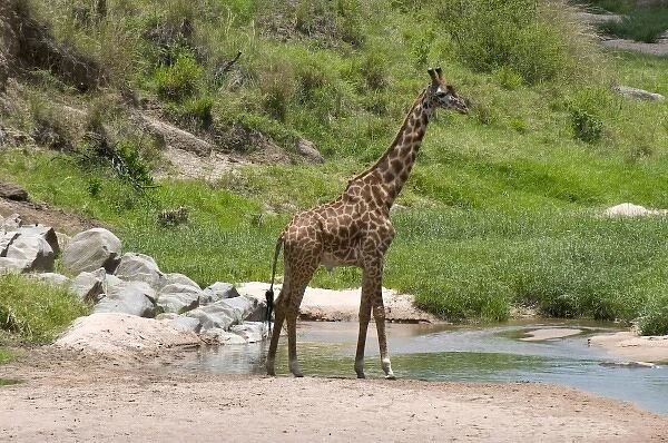 Unknown. Masai Giraffe (Giraffa camelopardalis), Masai Mara National Reserve, Kenya