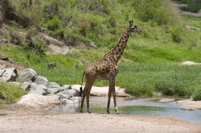 Framed Print : Unknown. Masai Giraffe (Giraffa camelopardalis), Masai Mara National Reserve, Kenya