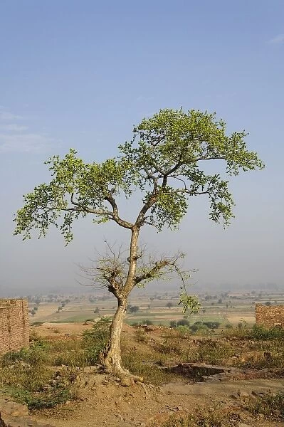 Unknown. Single tree, Fatehpur Sikri, in the state of Uttar Pradesh, India