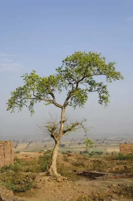 Framed Print : Unknown. Single tree, Fatehpur Sikri, in the state of Uttar Pradesh, India