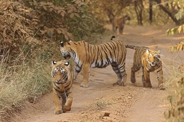 Unknown. Royal Bengal Tigers on the track,. Ranthambhor National Park, India