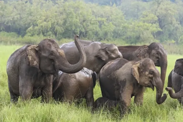 Framed Print : Unknown. Indian Elephants catching the scent,. Corbett National Park, India Framed Print : Unknown. Indian Elephants catching the scent,. Corbett National Park, India