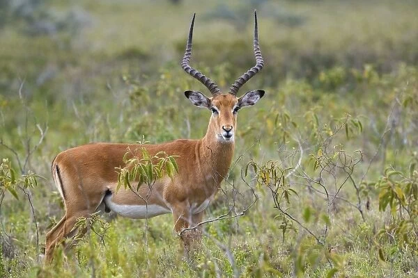 Unknown. Male Impala, Aepyceros melampus, Lake Nakuru National Park, Kenya, Africa