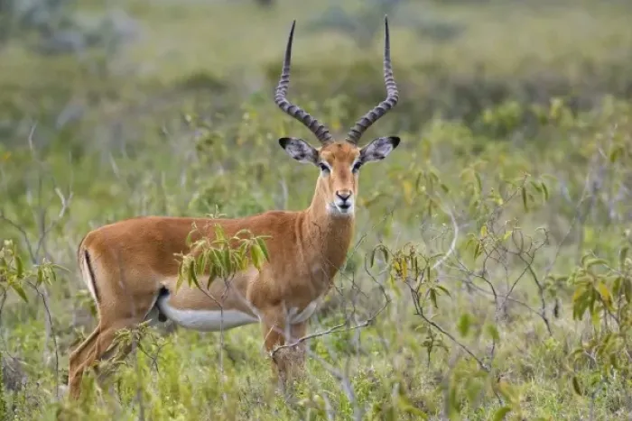 Framed Print : Unknown. Male Impala, Aepyceros melampus, Lake Nakuru National Park, Kenya, Africa