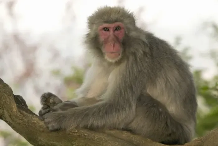 Framed Print : Unknown. Asia, Japan, Honshu island, Kyoto, Arashiyama Monkey Park, Japanese Macaque 
