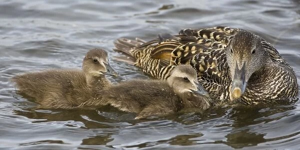 Unknown. Female Eider duck and chicks swim in a city pond in Reykjavik, Iceland