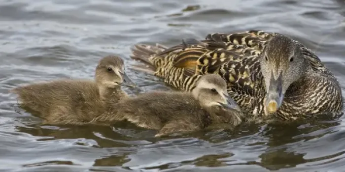 Framed Print : Unknown. Female Eider duck and chicks swim in a city pond in Reykjavik, Iceland Framed Print : Unknown. Female Eider duck and chicks swim in a city pond in Reykjavik, Iceland