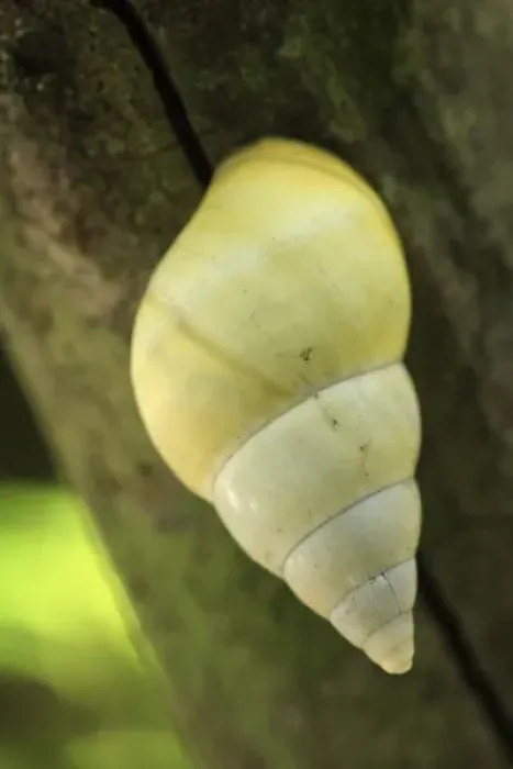 Framed Print : Unknown. Florida tree snail. Liguus fasciatus