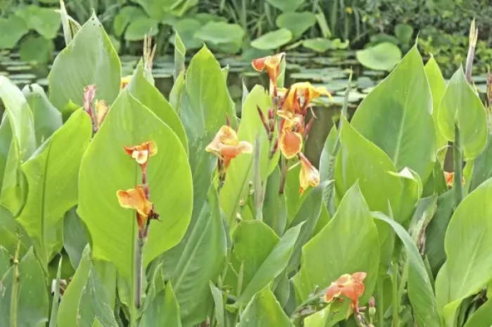 Framed Print : Unknown. Canna flowers pond, Kanapaha Botanical Gardens, Gainesville Florida