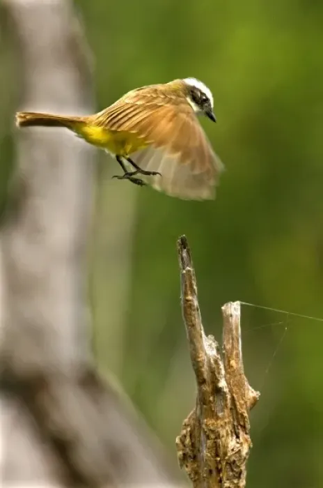Framed Print : unknown. Mexico, Tamaulipas State. Social flycatcher landing on stump Framed Print : unknown. Mexico, Tamaulipas State. Social flycatcher landing on stump