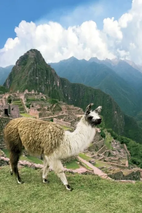 Framed Print : Unknown. Peru, Machu Picchu, Llama overlooks the ancient lost city of the Inca