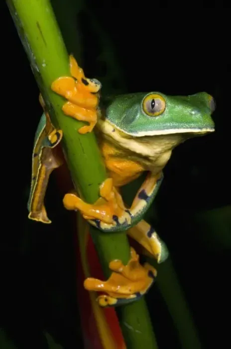 Framed Print : Unknown. Splendid leaf frog (Agalychnis calcarifer). Costa Rica