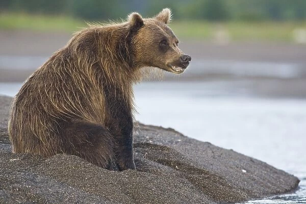 Unknown. A Coastal Brown Bear waits for the incoming tide while fishing