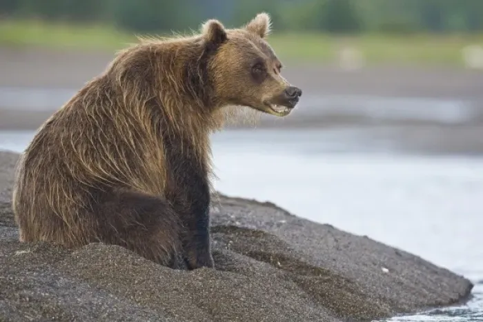 Framed Print : Unknown. A Coastal Brown Bear waits for the incoming tide while fishing Framed Print : Unknown. A Coastal Brown Bear waits for the incoming tide while fishing