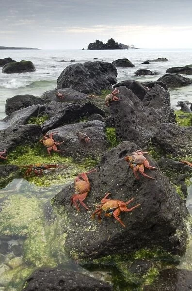 Unknown. Sally Lightfoot Crabs (Grapsus grapsus) along the shoreline Espanola Island