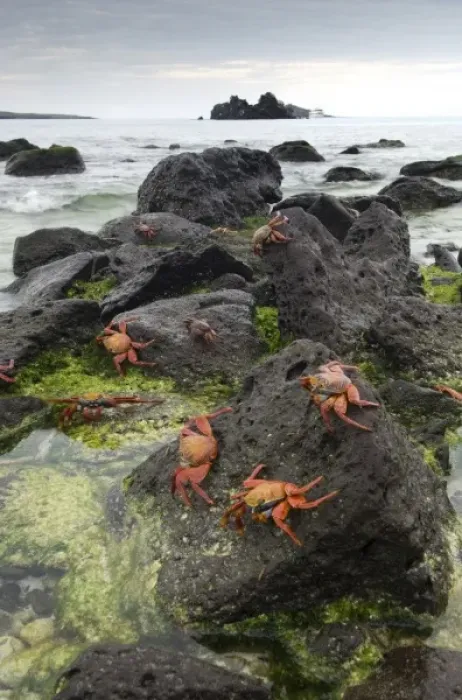 Framed Print : Unknown. Sally Lightfoot Crabs (Grapsus grapsus) along the shoreline Espanola Island Framed Print : Unknown. Sally Lightfoot Crabs (Grapsus grapsus) along the shoreline Espanola Island