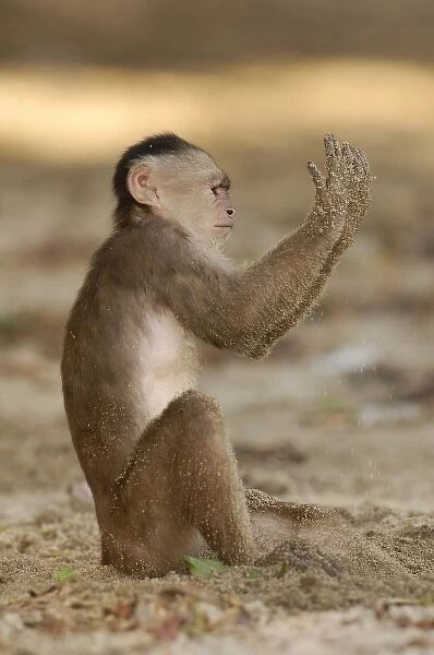 Unknown. White-fronted capuchin monkey playing on the beach 