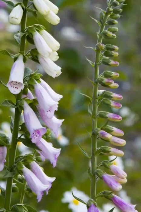 Framed Print : Unknown. Foxglove wildflowers in the Cascades of Washington Framed Print : Unknown. Foxglove wildflowers in the Cascades of Washington