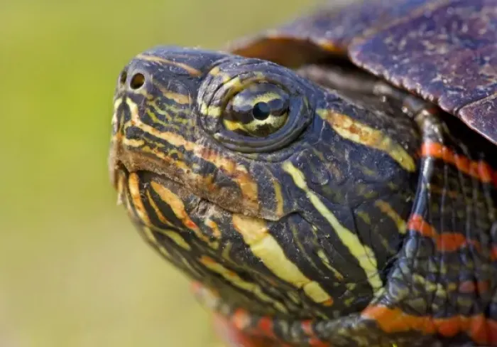 Framed Print : Unknown. North America, USA, New Jersey, Great Swamp NWR. Eastern Painted Turtle