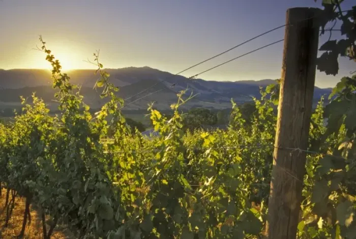 Framed Print : Unknown. Sunrise over Weisingers Vineyard, Ashland, South Oregon, USA, North America Framed Print : Unknown. Sunrise over Weisingers Vineyard, Ashland, South Oregon, USA, North America
