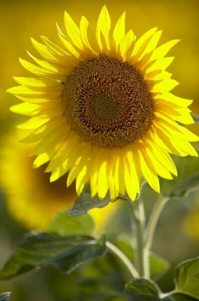 Unknown. Sunflower, France