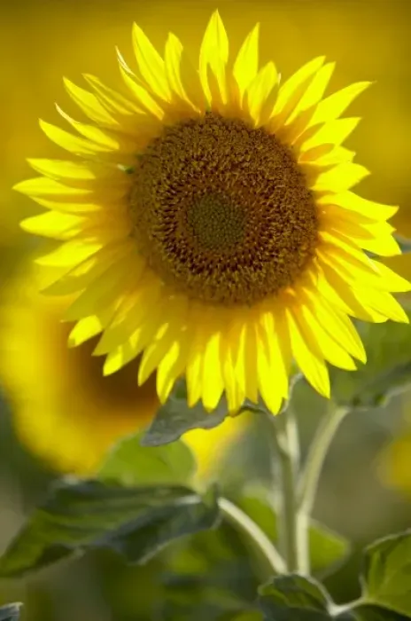 Framed Print : Unknown. Sunflower, France Framed Print : Unknown. Sunflower, France