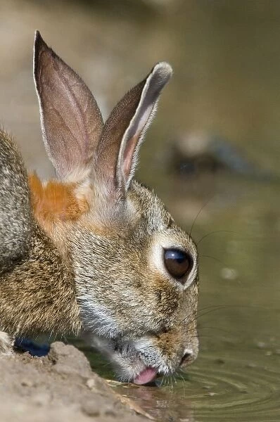 unknown. USA, Texas, Starr County. Close-up of desert cottontail rabbit drinking at pond