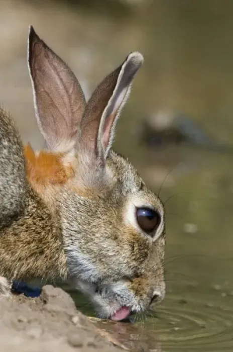Framed Print : unknown. USA, Texas, Starr County. Close-up of desert cottontail rabbit drinking at pond