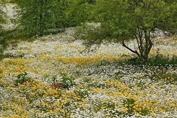 Unknown. Meadow of Oxeye Daisy (Chrysanthemum leucanthemum)