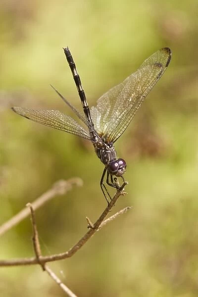 Unknown. Black Setwing (Dythemis nigrescens) female on hunting, perch, Texas, autumn