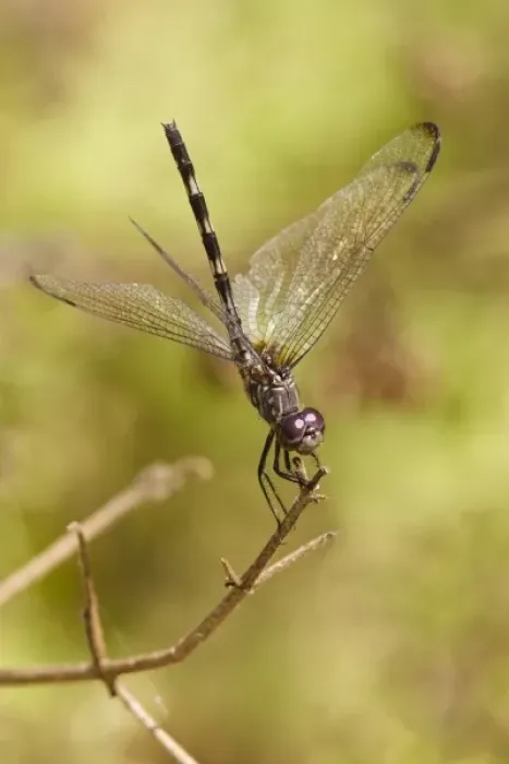 Framed Print : Unknown. Black Setwing (Dythemis nigrescens) female on hunting, perch, Texas, autumn