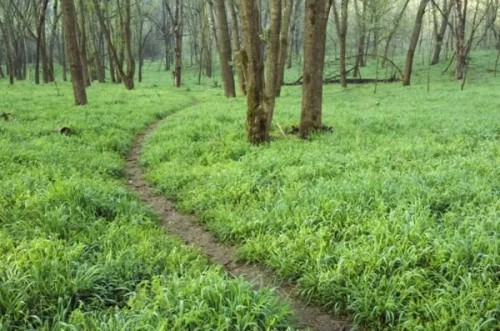 Framed Print : Unknown. Trail winding through native grasses