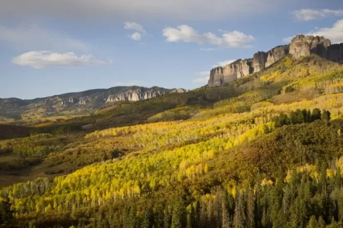 Framed Print : Unknown. CO, Uncompahgre National Forest, along forest road 858