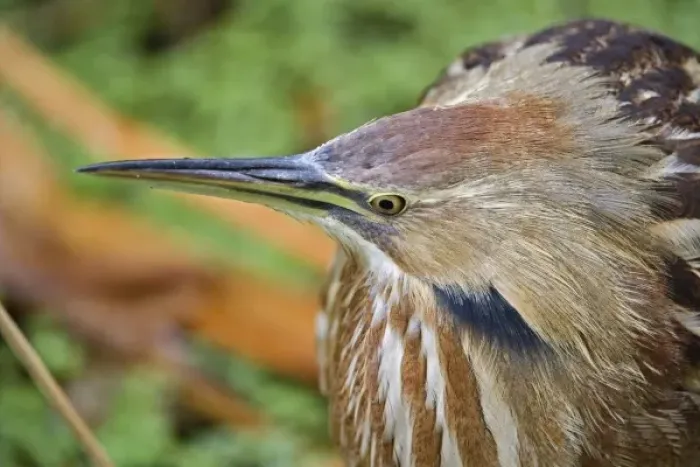 Framed Print : Unknown. American Bittern, Botaurus lentiginosus