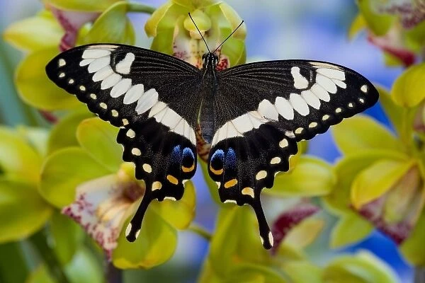 Unknown. Sammamish, Washington Tropical Butterfly Photograph of Papilio