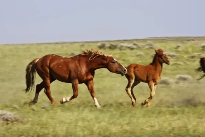 Framed Print : Unknown. Feral Horse (Equus caballus) mare and colt running with herd in the high