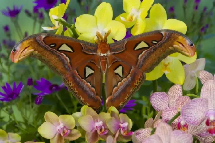 Framed Print : Unknown. Sammamish, Washington Atlas Moth the largest in the world