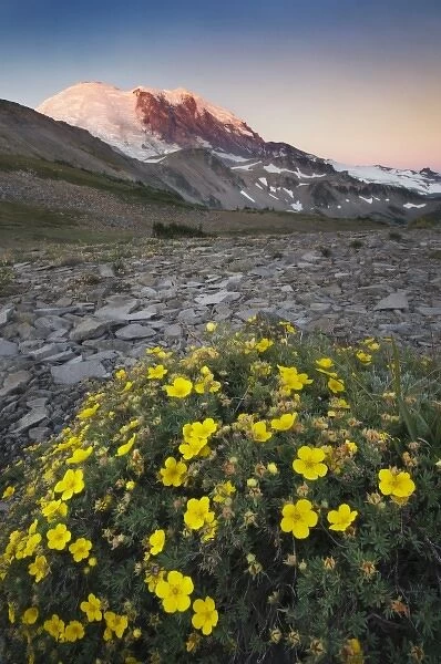 Unknown. alpine glow across wildflowers looking toward the peak of Mount