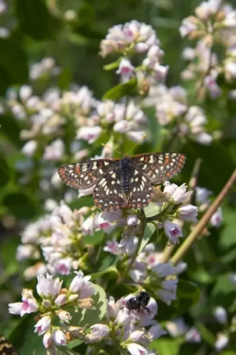 Framed Print : Unknown. Chalcedon Checkerspot butterfly in the Nymphalidae family located in Idaho Framed Print : Unknown. Chalcedon Checkerspot butterfly in the Nymphalidae family located in Idaho