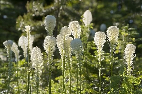Unknown. Beargrass bloom with backlighting in the Whitefish Range near Whitefish Montana