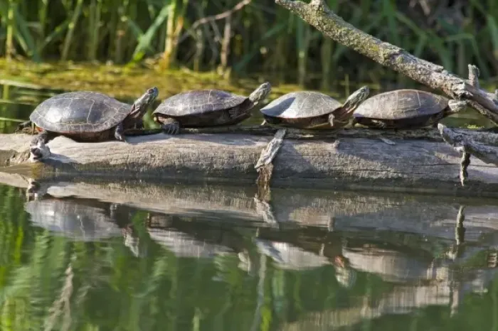 Framed Print : Unknown. Painted turtles sunning themselves in the Illinois Framed Print : Unknown. Painted turtles sunning themselves in the Illinois