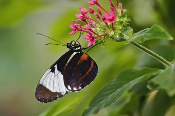 Framed Print : Unknown. Cyndo Longwing, Heliconius cyndo, native to Central and South America Framed Print : Unknown. Cyndo Longwing, Heliconius cyndo, native to Central and South America