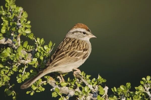 Unknown. Chipping Sparrow, Spizella passerina